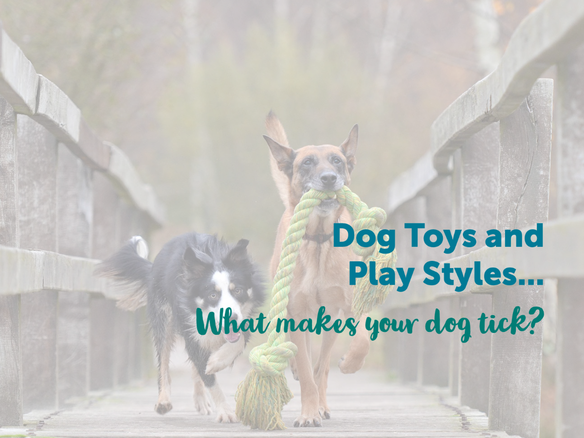 Toys & Games to Play with Your Puppy