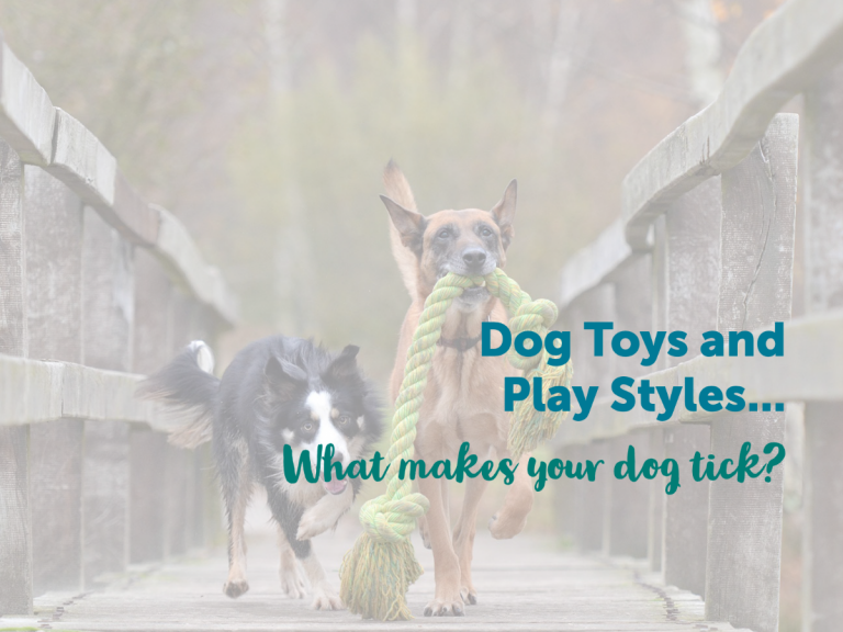 Read more about the article Dog Toys and Play Styles…What makes your dog tick?