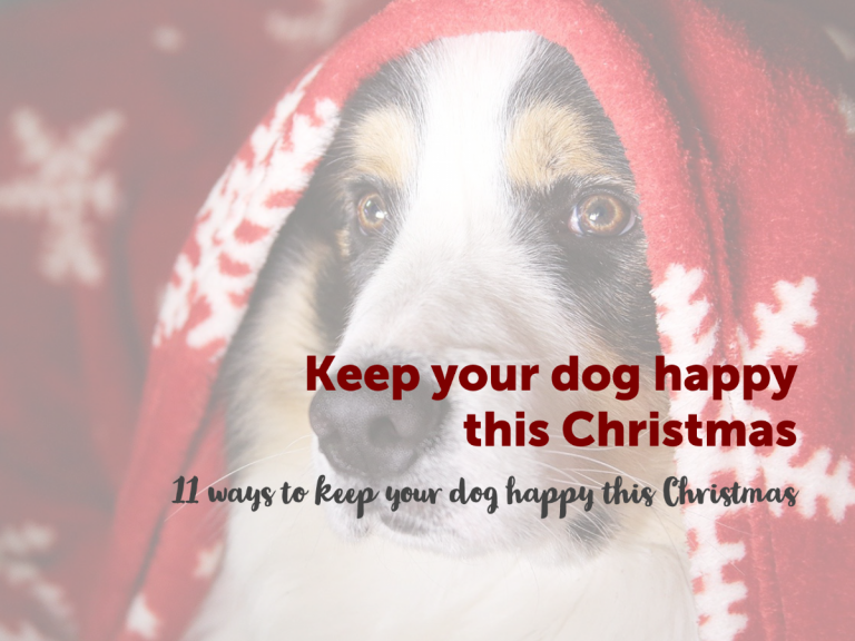 Read more about the article 11 ways to keep your dog happy this Christmas